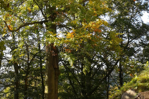 Litice podzim 2017 - buk | © NPÚ