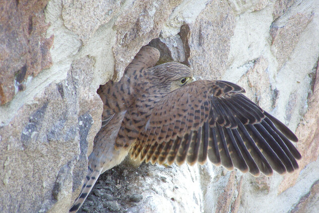 foto MUDr. Pavel Schlemmer, nepodléhá Creative Commons